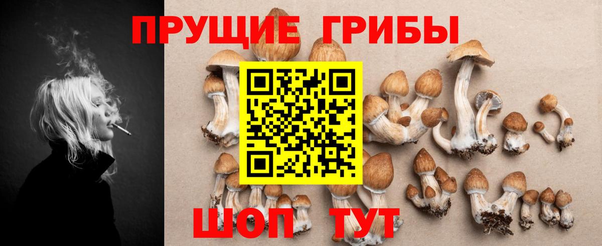 Псилоцибиновые грибы GOLDEN TEACHER  Вход с VPN  Владикавказ  Псилоцибиновые грибы GOLDEN TEACHER 